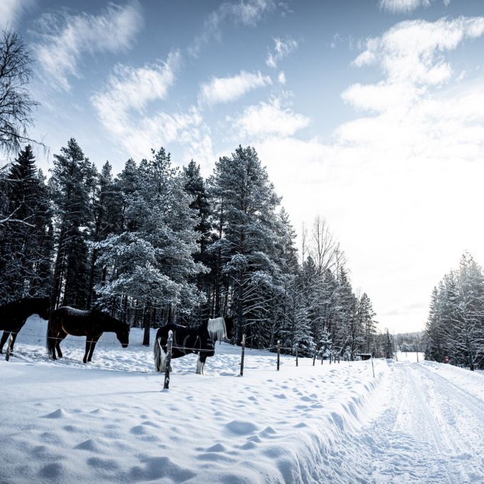 Rally Sweden 2024 winterse klassementsproeven 1