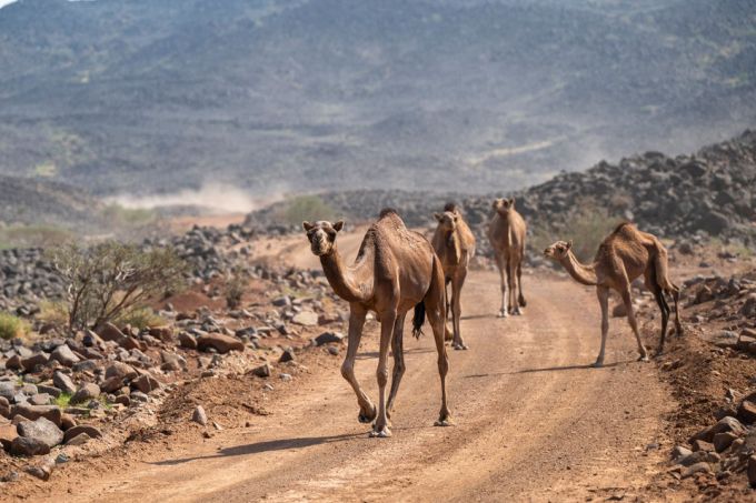 FIA WRC Rally van Saoedi-Arabië 2025