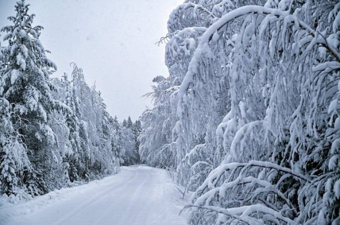 FIA WRC Rally Sweden 2026 Toyota Gazoo Racing WRT