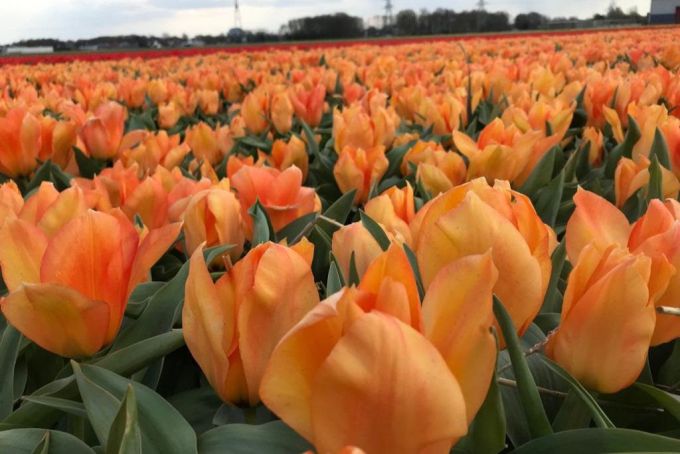 Veekay Tulipworld